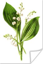 Affiche ancienne illustration d'une plante herbacée papier 40x60 cm - Tirage photo sur Poster (décoration murale salon / chambre) / Poster Fleurs