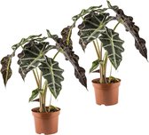 Plant in a Box - Set van 2 Alocasia Polly - Skeletplant Kamerplant - Pot ⌀12cm - Hoogte ↕ 30-40cm