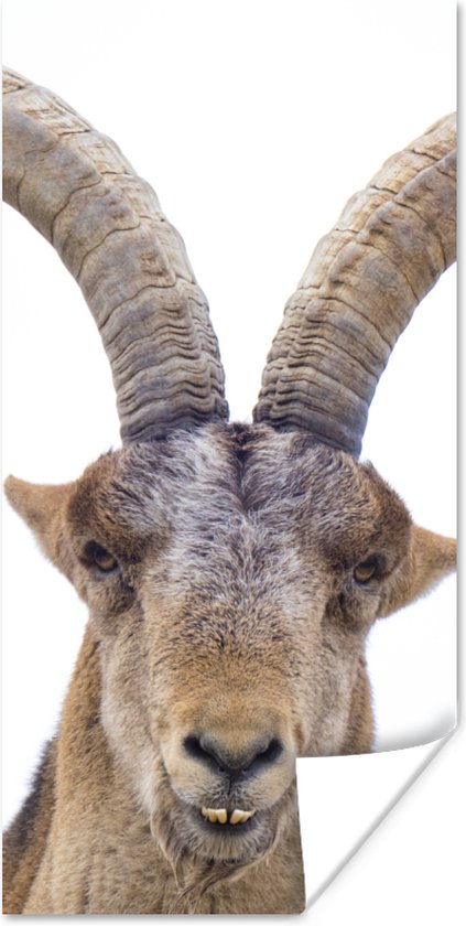 Affiche Capricorne - Animaux - Corne - 80x160 cm