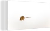 Tableau sur toile Souris - Animaux - Wit - 40x20 cm - Décoration murale