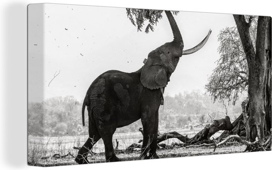 Canvas schilderij 160x80 cm - Wanddecoratie Olifant - Boom - Dieren - Zwart wit - Muurdecoratie woonkamer - Slaapkamer decoratie - Kamer accessoires - Schilderijen