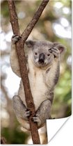 Poster Koala - Takken - Dier - Kinderen - Jongens - Meiden - 40x80 cm
