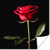 Affiche Une rose rouge sur fond noir - 100x100 cm XXL