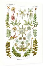 Marchantia - Hepaticae (Kunstformen der Natur), Ernst Haeckel - Foto op Dibond - 30 x 40 cm