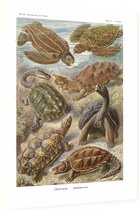 Testudo - Chelonia (Kunstformen der Natur), Ernst Haeckel - Foto op Dibond - 60 x 80 cm