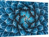 Close-up van de blauwe plant - Foto op Dibond - 60 x 40 cm