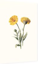 Goudsbloem 2 (Common Marigold White) - Foto op Dibond - 40 x 60 cm