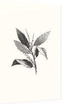 Kastanje zwart-wit (Leaf of Chestnut) - Foto op Dibond - 60 x 90 cm
