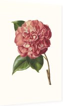 Camelia Aquarel (Camelia) - Foto op Dibond - 60 x 90 cm