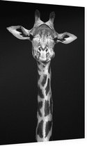 Giraffe op zwarte achtergrond - Foto op Dibond - 40 x 60 cm