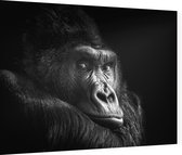 Gorilla op zwarte achtergrond - Foto op Dibond - 80 x 60 cm