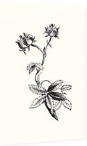 Wateraardbei zwart-wit (Marsh Clinquefoil) - Foto op Dibond - 40 x 60 cm