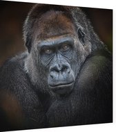 Gorilla op zwarte achtergrond - Foto op Dibond - 40 x 40 cm