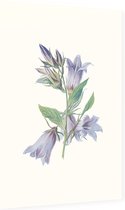 Ruig Klokje (Nettle Leaved Bellflower) - Foto op Dibond - 60 x 90 cm