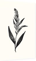 Peperkers zwart-wit (Broad-Leaved Pepperwort) - Foto op Dibond - 40 x 60 cm