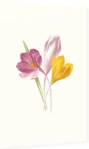 Krokus (Crocus) - Foto op Dibond - 60 x 90 cm