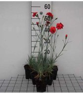 6x Dianthus Plumarius ‘David’ - Grasanjer - Pot 9x9 cm
