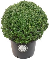 Ilex crenata 'Dark Green' - Japanse hulst - Bolvorm Ø 50 cm - Pot Ø 38 cm (25 liter)