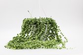 Ikhebeencactus |Senecio Rowleyanus | Erwtenplant "String of Pearls" | Pot ⌀14cm - Hoogte ↕ 20-30cm