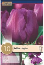 Zakje tulpenbollen - Tulipa 'Negrita' - paarse tulpen - 10 bollen