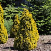 Thuja occidentalis 'Golden Smaragd' - Westerse levensboom - Planthoogte: 30-40 cm - Pot Ø 19 cm (3 liter)