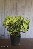 10 stuks | Rhododendron Marcel Menard Pot 40-50 cm Extra kwaliteit | Standplaats: Half-schaduw | Latijnse naam: Rhododendron Marcel Menard
