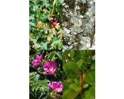 Plants Online - Haagplanten - Inbraakwerende haag - Pot 30-60 cm - set van 1 - Bladverliezend - Dichtbegroeid - Inbraakwerend - Informele haag