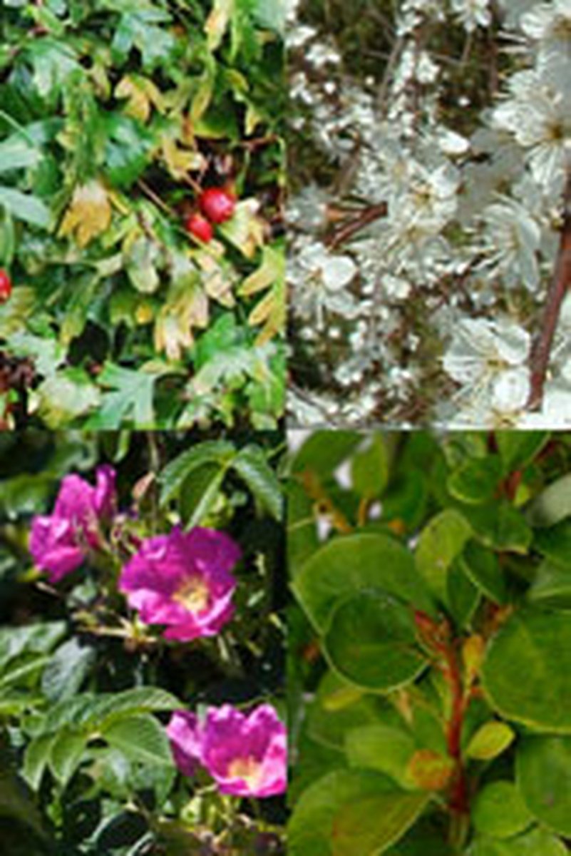Plants Online - Haagplanten - Inbraakwerende haag - Pot 30-60 cm - set van 1 - Bladverliezend - Dichtbegroeid - Inbraakwerend - Informele haag