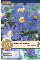Zakje anemoonbollen - Anemone blanda 'Blue Shades' - Blauwe anemoon - 20 bollen