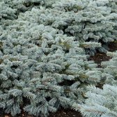 Picea pungens 'Karpaten' - Blauwe spar - Planthoogte: 20-25 cm - Pot Ø 19 cm (3 liter)