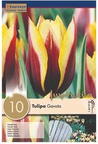 Zakje tulpenbollen - Tulipa 'Gavota' - rood geel gestreepte tulpen - 10 bollen