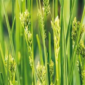 Carex brunnea 'Magic Green' - Bonte zegge - Planthoogte: 20 cm - Pot Ø 17 cm (2 liter)