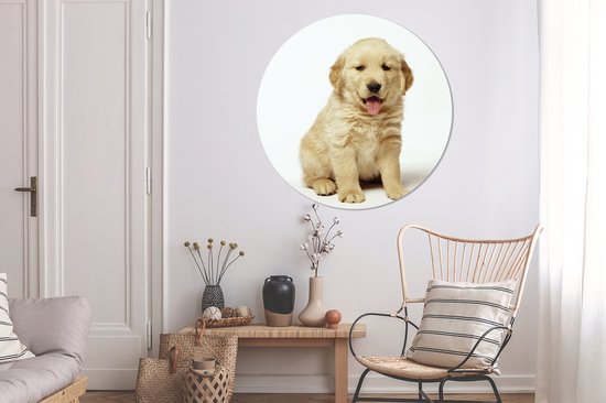 Portrait photo d'un chiot Golden Retriever moelleux Cercle mural aluminium ⌀ 140 cm