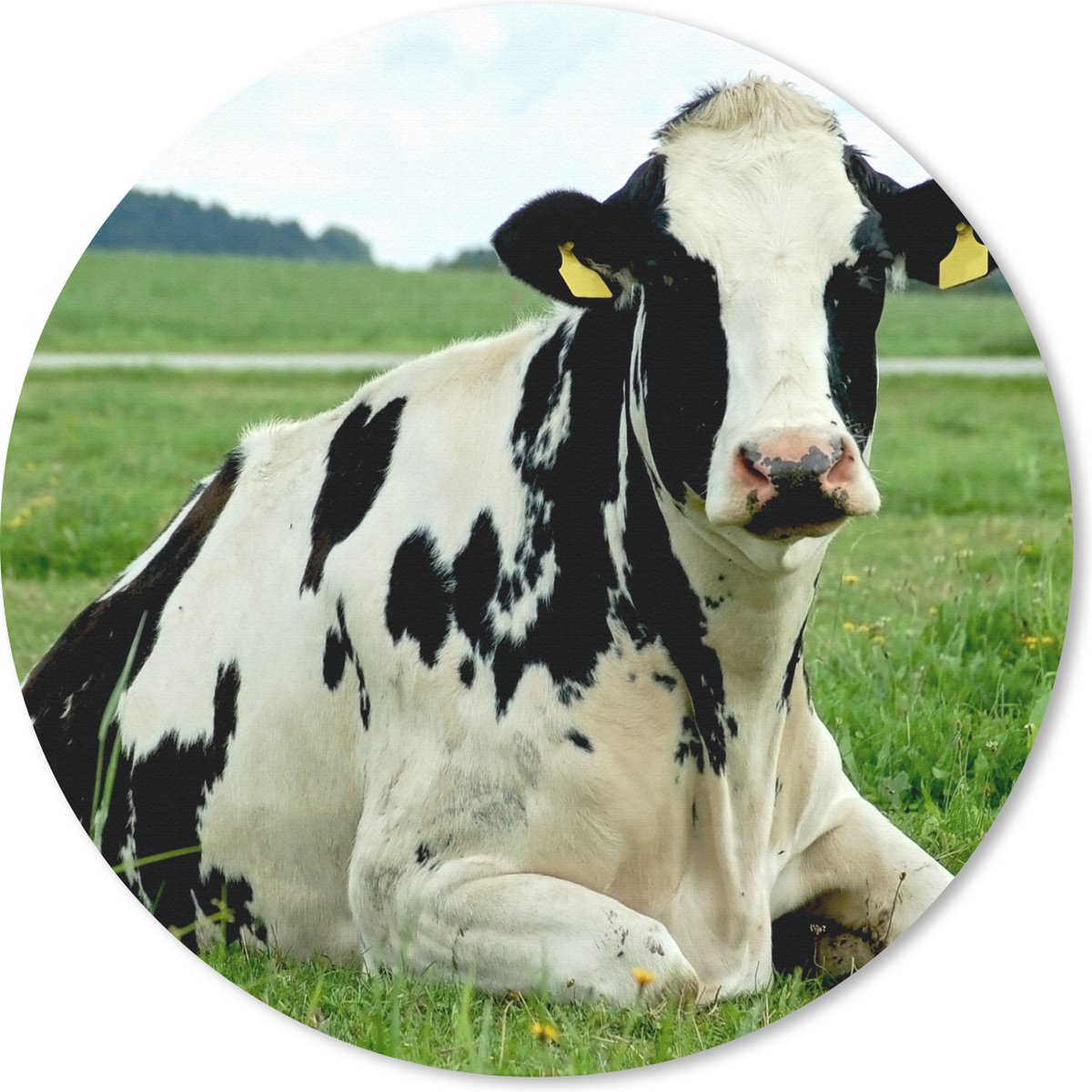 Muismat rond 50x50 cm - Mousepad Koe - Gras - Dieren - Berg - Ronde muismatten