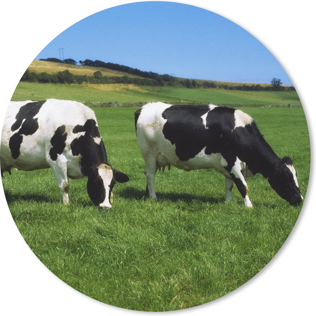 Muismat rond 40x40 cm - Mousepad Koe - Dieren - Gras - Ronde muismatten