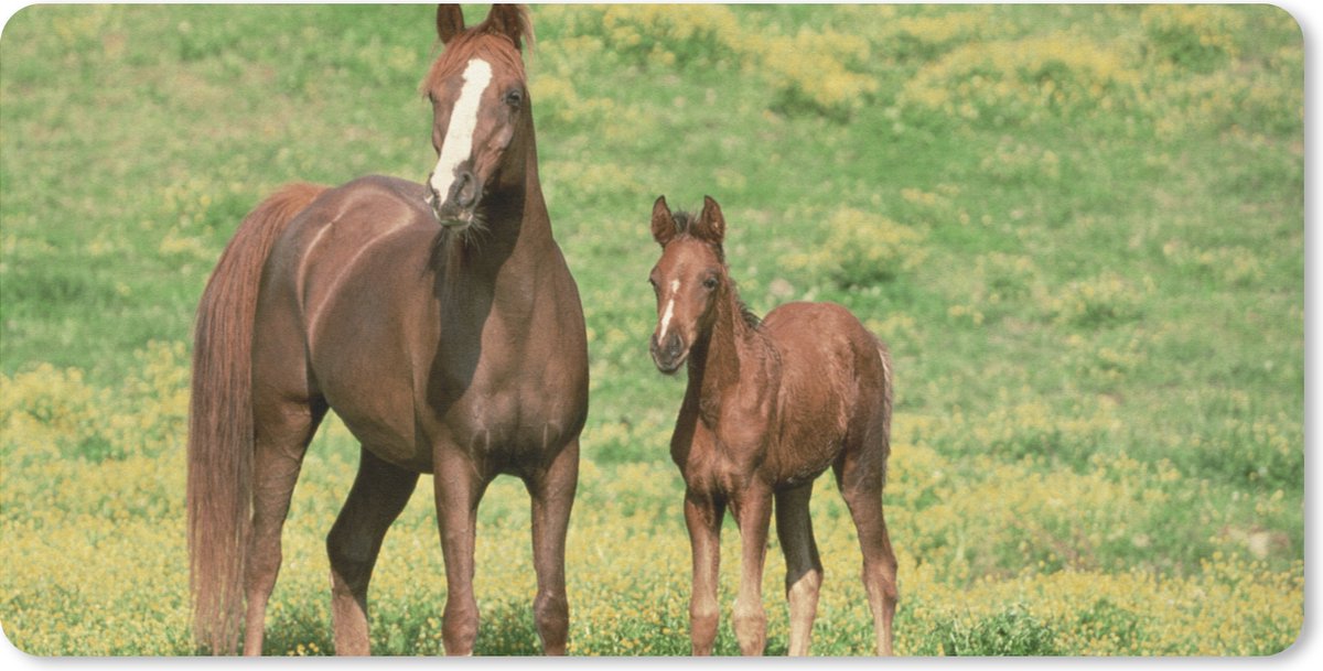 Bureauonderlegger - Paarden - Gras - Bruin - 60x30 - Muismat