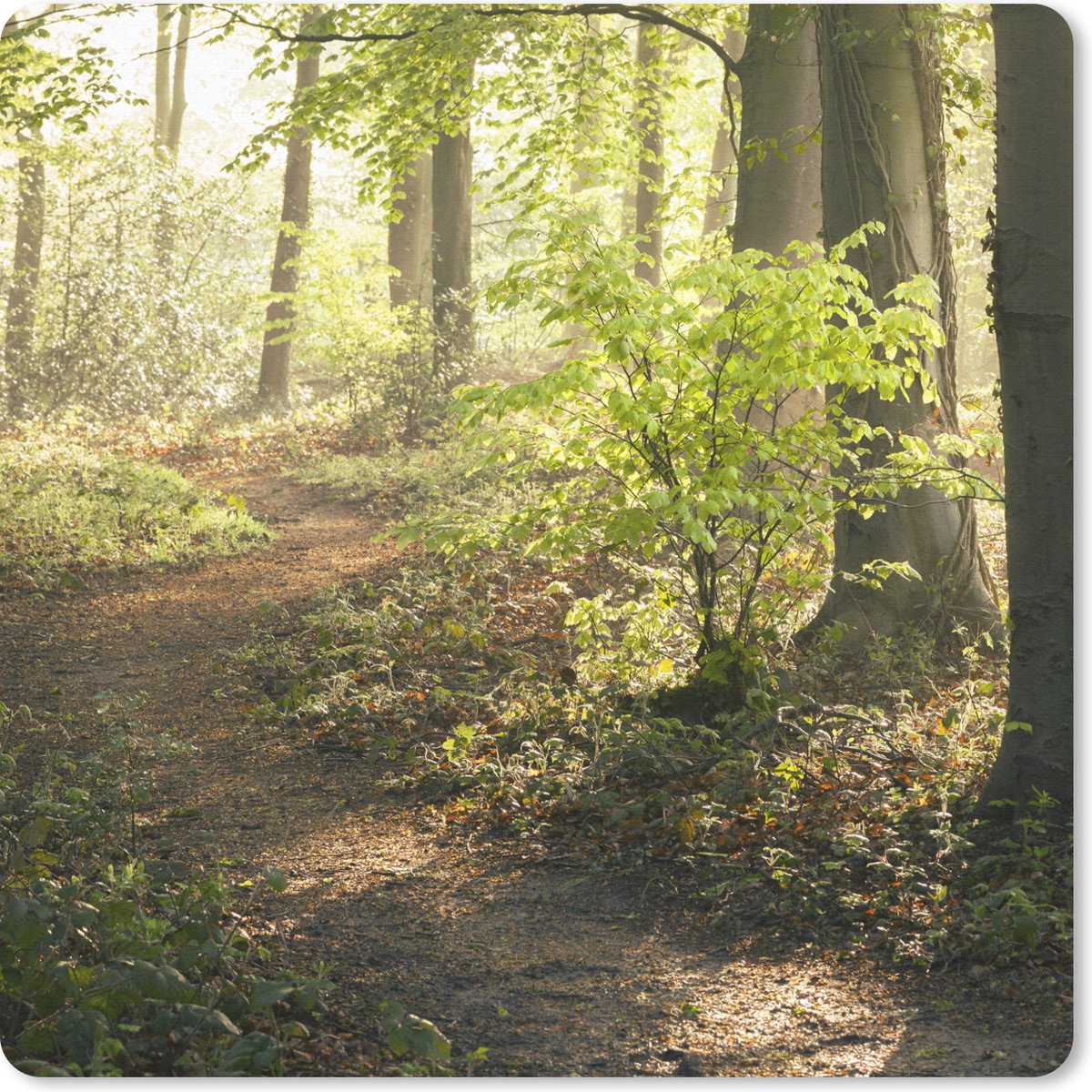 Muismat 30x30 cm - Mousepad Bos - Bomen - Pad - Zon - Planten - Bladeren - Natuur - Muismatten