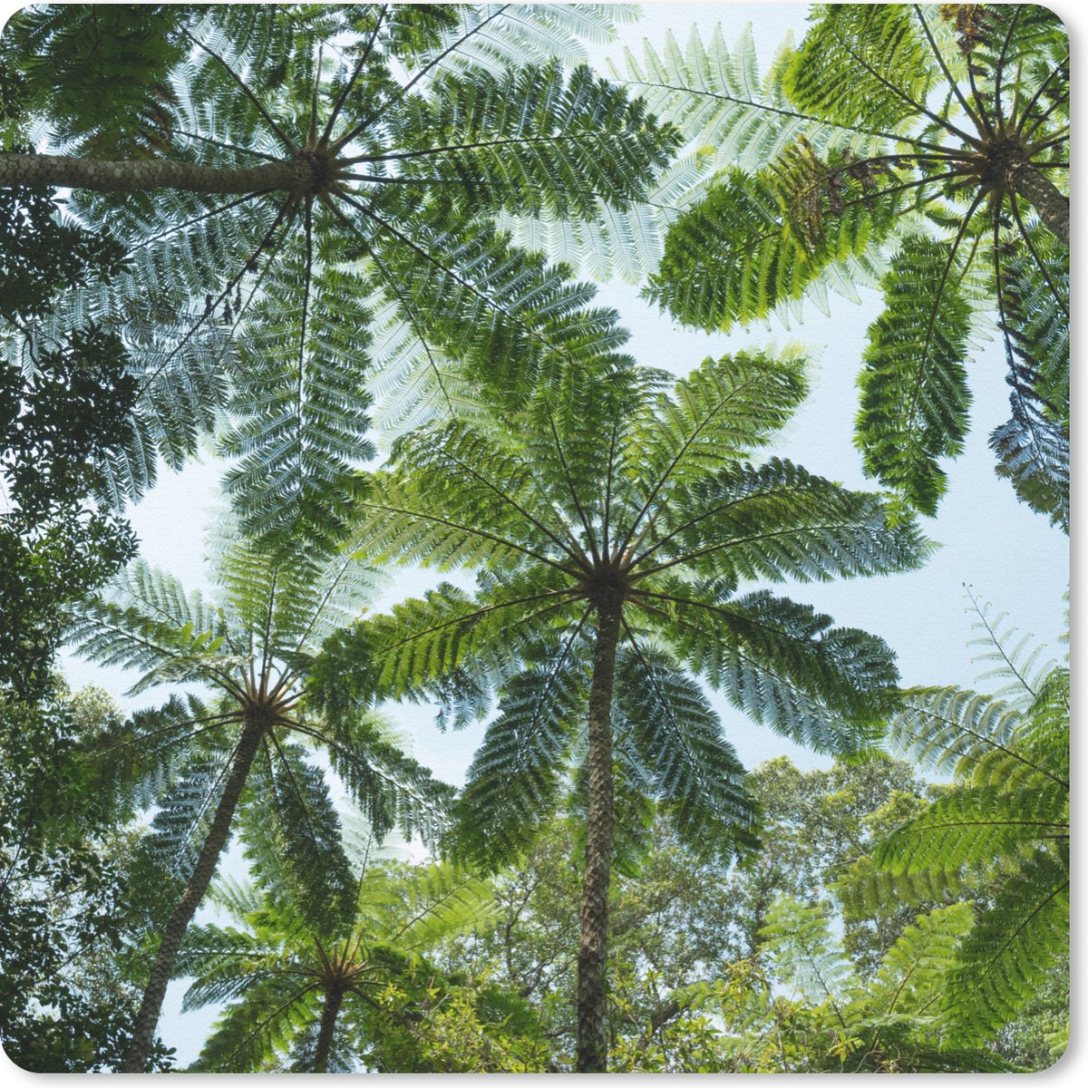 Muismat 30x30 cm - Mousepad Bomen en bladeren in jungle - Muismatten