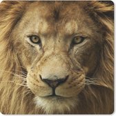 Muismat Klein - Portretfoto Afrikaanse leeuw - 20x20 cm