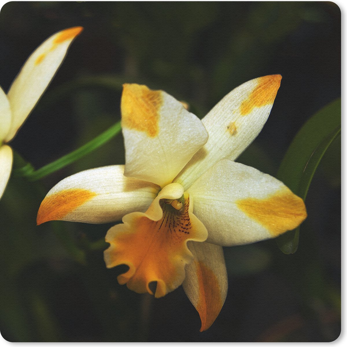 Muismat 30x30 cm - Mousepad Twee orchideebloemen - Muismatten
