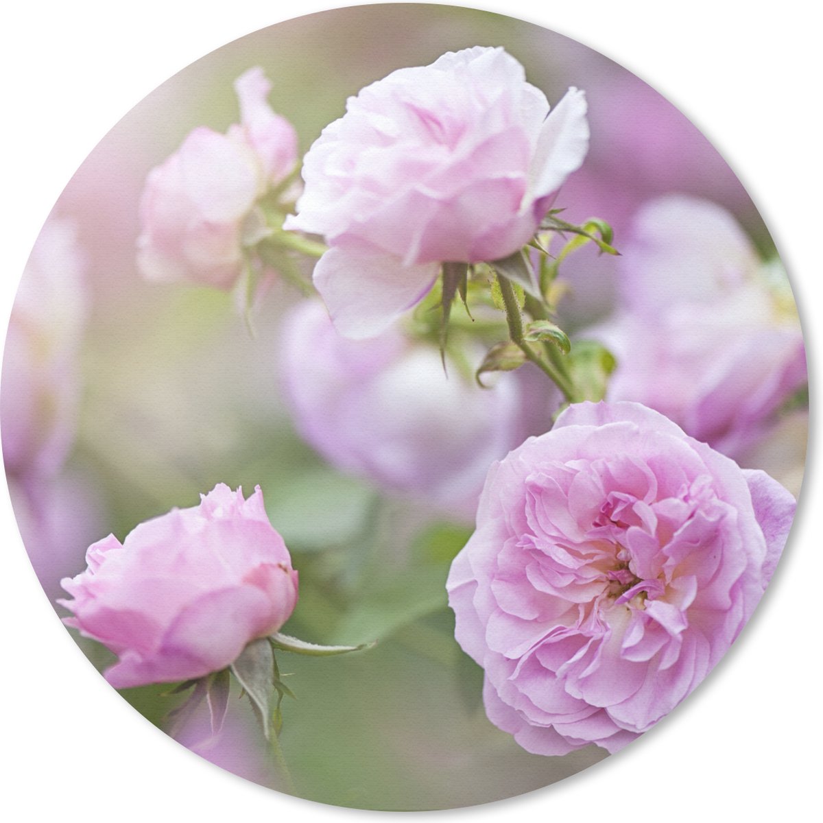 Muismat rond 20x20 cm - Mousepad Planten van roze rozen groeien in de natuur - Ronde muismatten