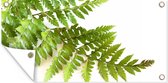 Tuinposter Groen blad van een varen tegen een witte achtergrond - 80x40 cm - Wanddecoratie Buiten - Tuinposter - Tuindoek - Schuttingposter - Tuinschilderij