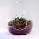 Merinda The Nucleus - Drakenvrucht 17cm/ 23cm/ Drakenvrucht - Terrarium