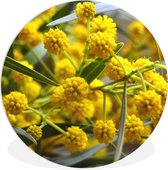 WallCircle - Wandcirkel ⌀ 90 - Mimosa bloeit in de lente - Ronde schilderijen woonkamer - Wandbord rond - Muurdecoratie cirkel - Kamer decoratie binnen - Wanddecoratie muurcirkel - Woonaccessoires