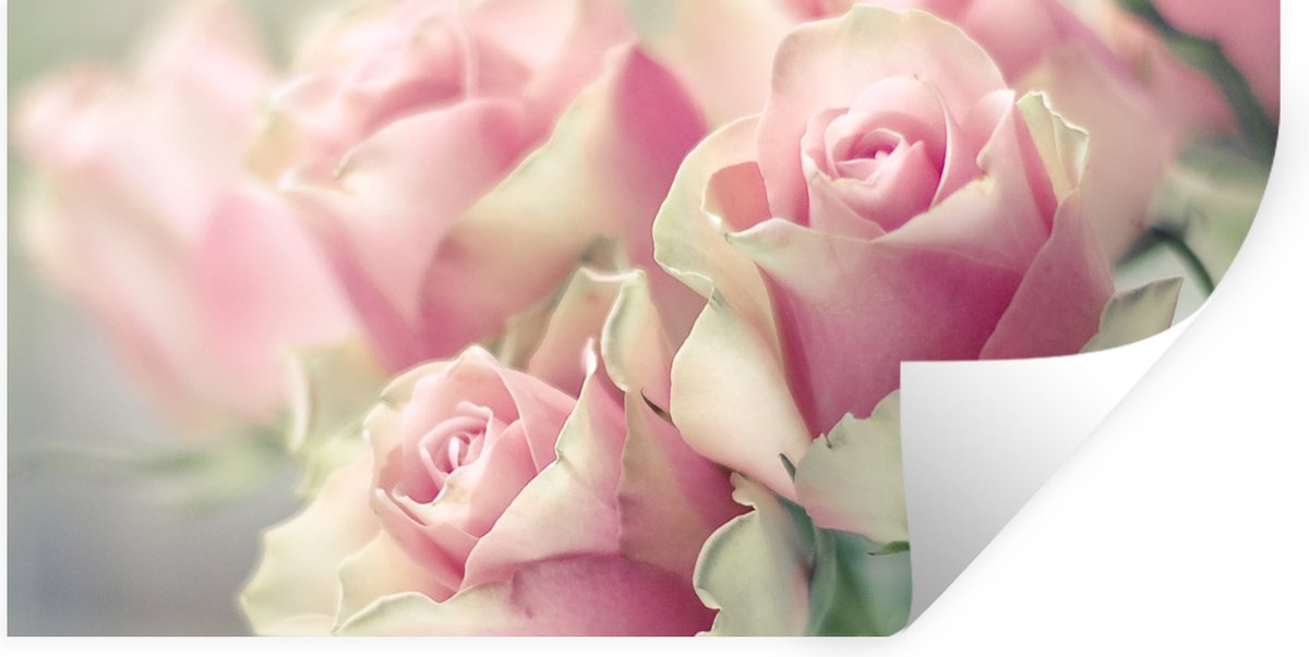 Muurstickers - Sticker Folie - Roze rozen schijnen in het felle zonlicht - 40x20 cm - Plak