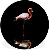 WallCircle - Wandcirkel ⌀ 60 - Twee flamingo's staan in het water - Ronde schilderijen woonkamer - Wandbord rond - Muurdecoratie cirkel - Kamer decoratie binnen - Wanddecoratie muurcirkel - Woonaccessoires
