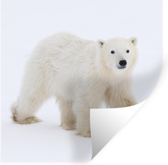 Stickers Stickers muraux - Ours polaire - Neige - Wit - 80x80 cm - Feuille  adhésive | bol.com