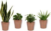 Set van 4 Kamerplanten - Aloe Vera & Peperomia Green Gold & Coffea Arabica & Sansevieria Superba - ± 25cm hoog - 12cm diameter - in koperen metallic look pot