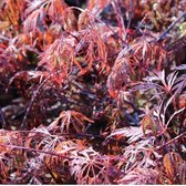 1x Acer palmatum 'Inabe Shidare' - Japanse esdoorn - Hoogte 40-50 cm in pot