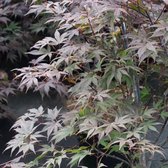 1x Acer palmatum 'Atropurpureum' - Rode Japanse esdoorn - Hoogte 70-80 cm in pot